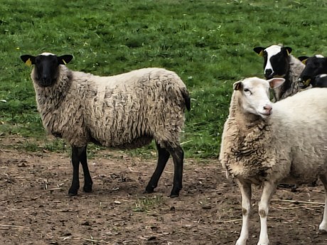 moto G86 - Zoom 10x (2)