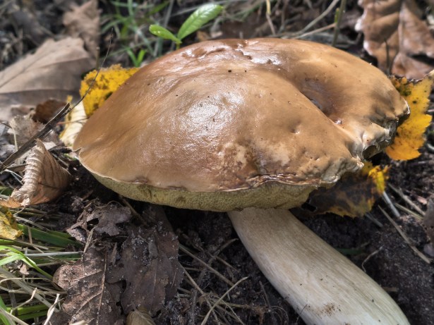 moto G86 - zoom 2x (3)