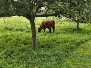 moto G86 - zoom 2x (4)