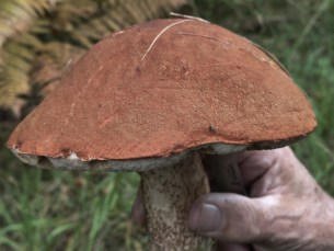 moto G86 - zoom 2x (5)