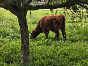 moto G86 - zoom 4x (2)