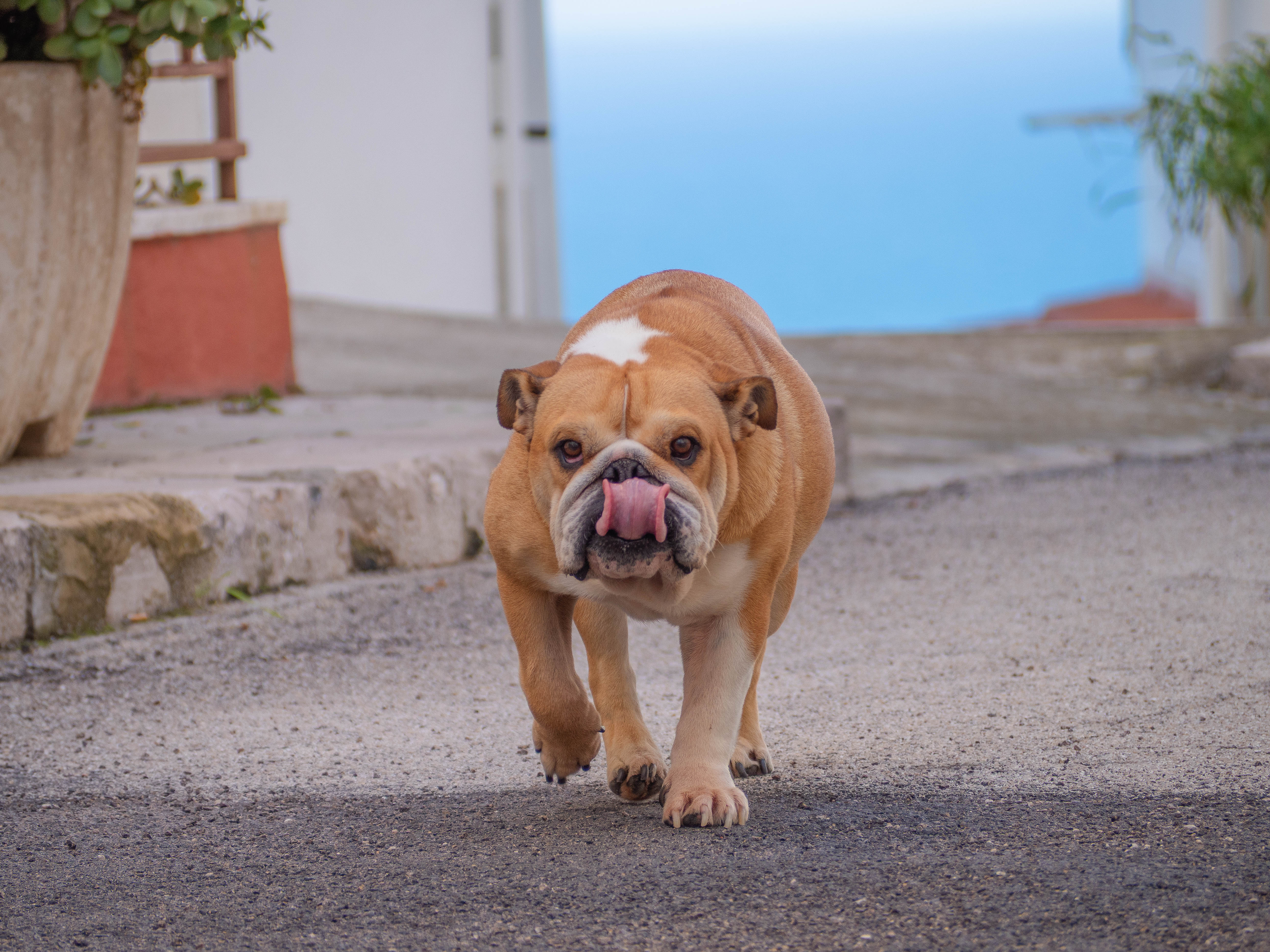 Dossier photo vitesse