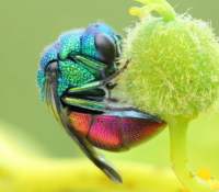 Photo macro obtenue par focus stacking