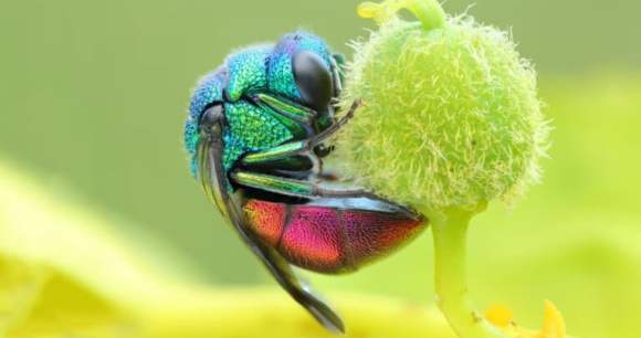 Photo macro obtenue par focus stacking Photo macro obtenue par focus stacking