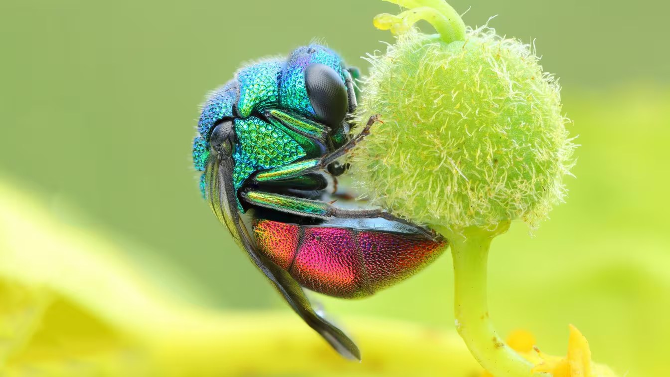 Photo macro obtenue par focus stacking