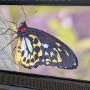 Hisense 116UX : le TV le plus démesuré du marché devient (un peu) plus accessible avec -4 000 €