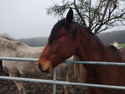 Honor Magic 8 Lite - 24 mm 1