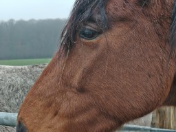 Honor Magic 8 Lite - 3x 1