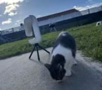 Le Vespera Pro qui pointe vers le Soleil, avec mon chat en premier plan // Source : Romain RIBOUT pour Frandroid.