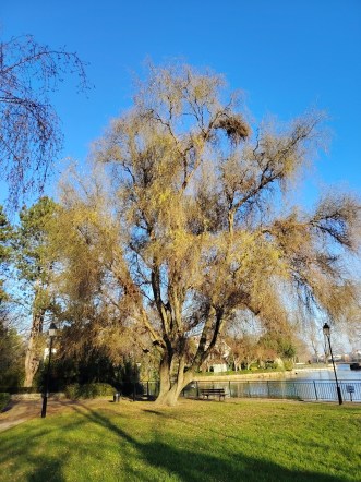 Honor Magic 8 Lite - 24 mm 2