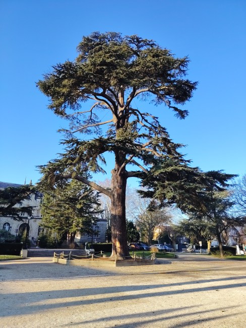 Honor Magic 8 Lite - 24 mm 4