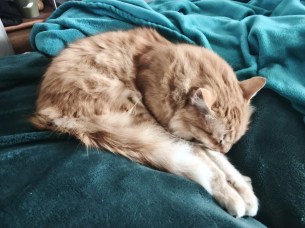 OnePlus Pad Go 2 - GA (4)