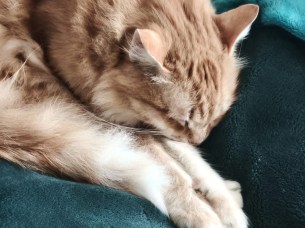 OnePlus Pad Go 2 - zoom 2x (4)