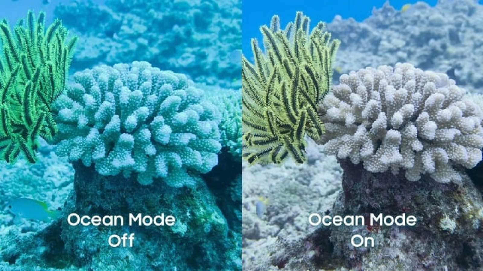 Le Galaxy S26 Ultra a un mode Océan pour photographier et filmer les profondeurs comme un Pro