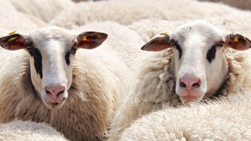 Comment les panneaux solaires améliorent la laine des moutons