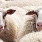 Comment les panneaux solaires améliorent la laine des moutons