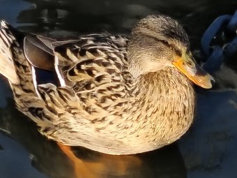 Redmi Note 15 Pro+ Zoom 20x (2)