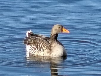 Redmi Note 15 Pro+ Zoom 30x
