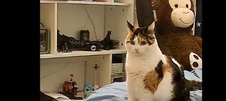 Captura de tela_20260224-190609