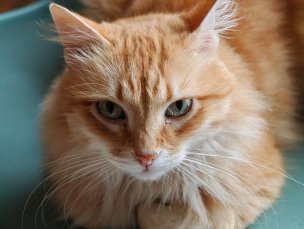 Xiaomi 17 Ultra - 75 mm