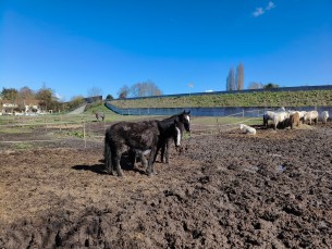 Poco X8 Pro - 26 mm (5)