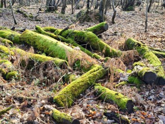 Poco X8 Pro - 52 mm (2)