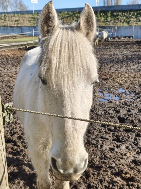 Poco X8 Pro - 52 mm (3)