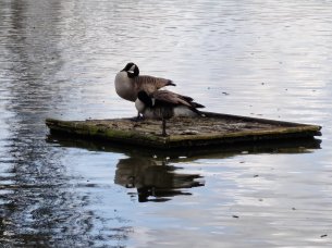 Realme 16 Pro - 10x (2)