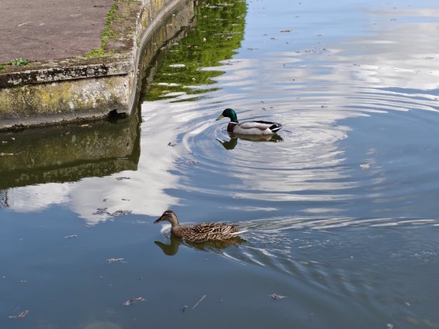 Realme 16 Pro - 92 mm (3)