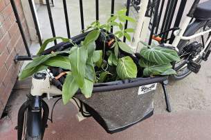 Shwette Baggy transport 2