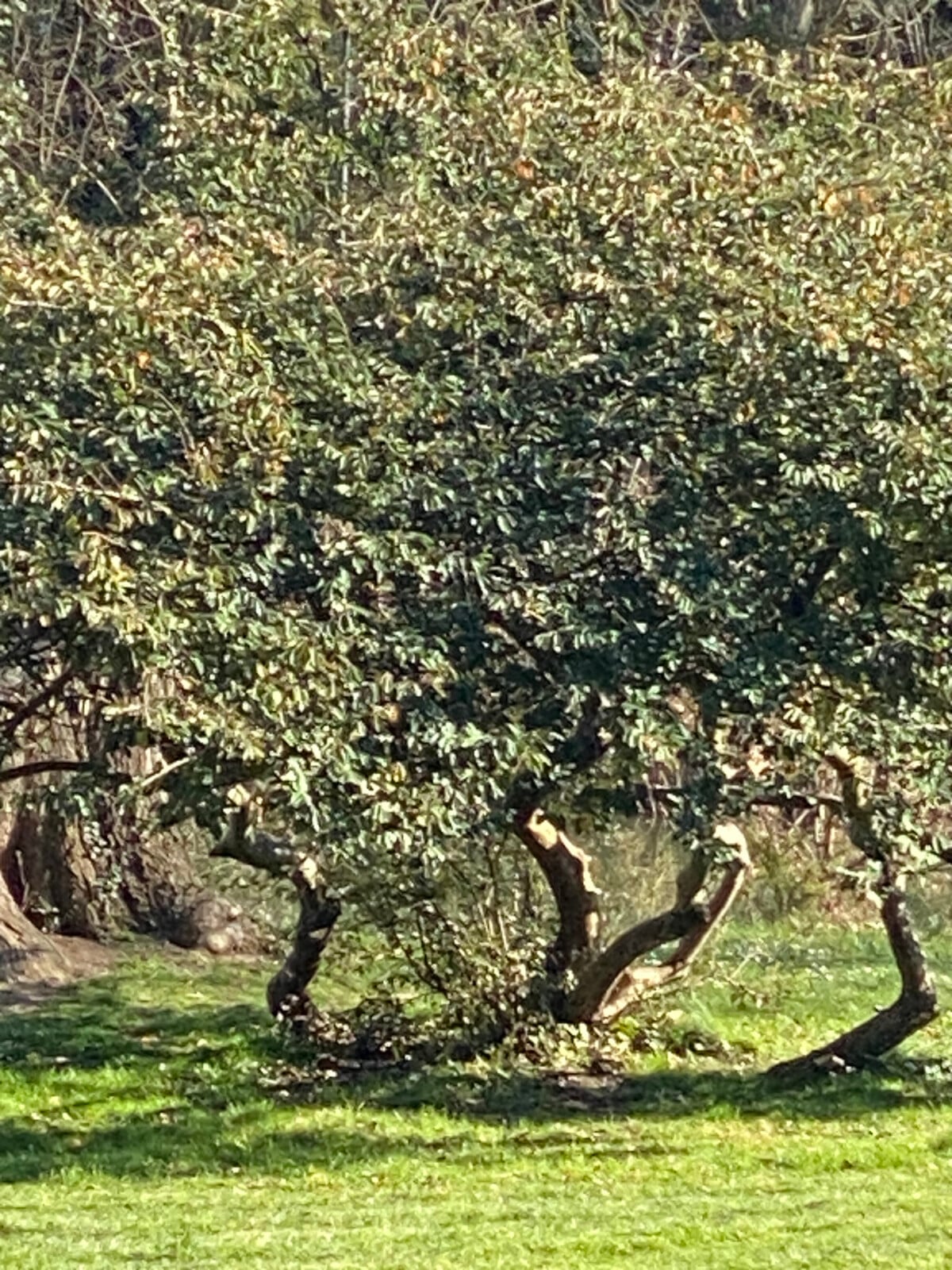 iPhone 11 Pro avec zoom x8