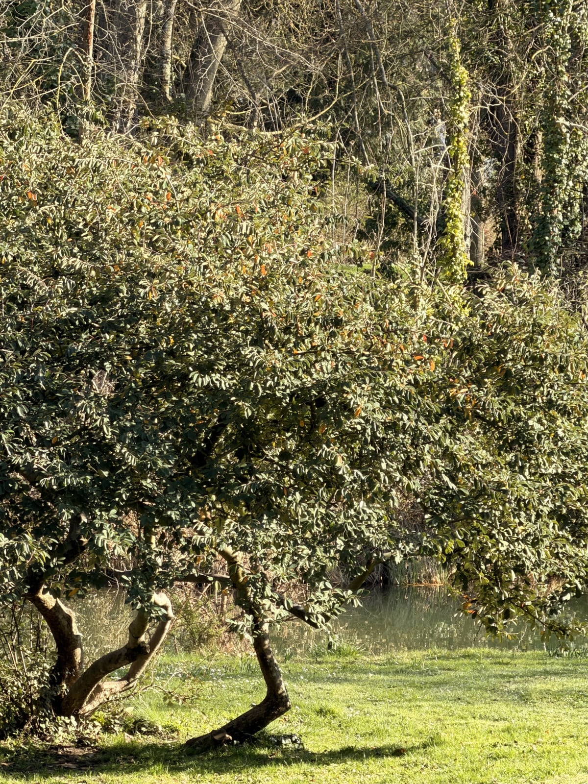 iPhone 17 Pro avec zoom x8