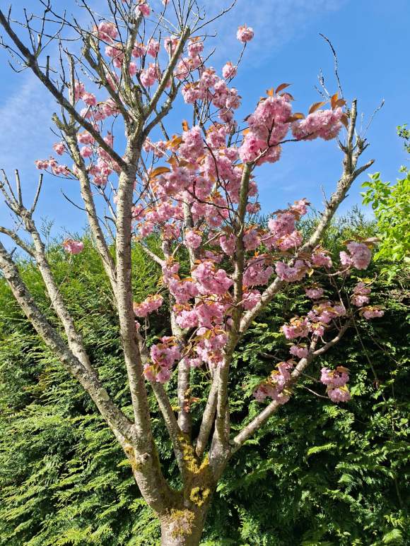 Galaxy A57 - 23 mm (2)