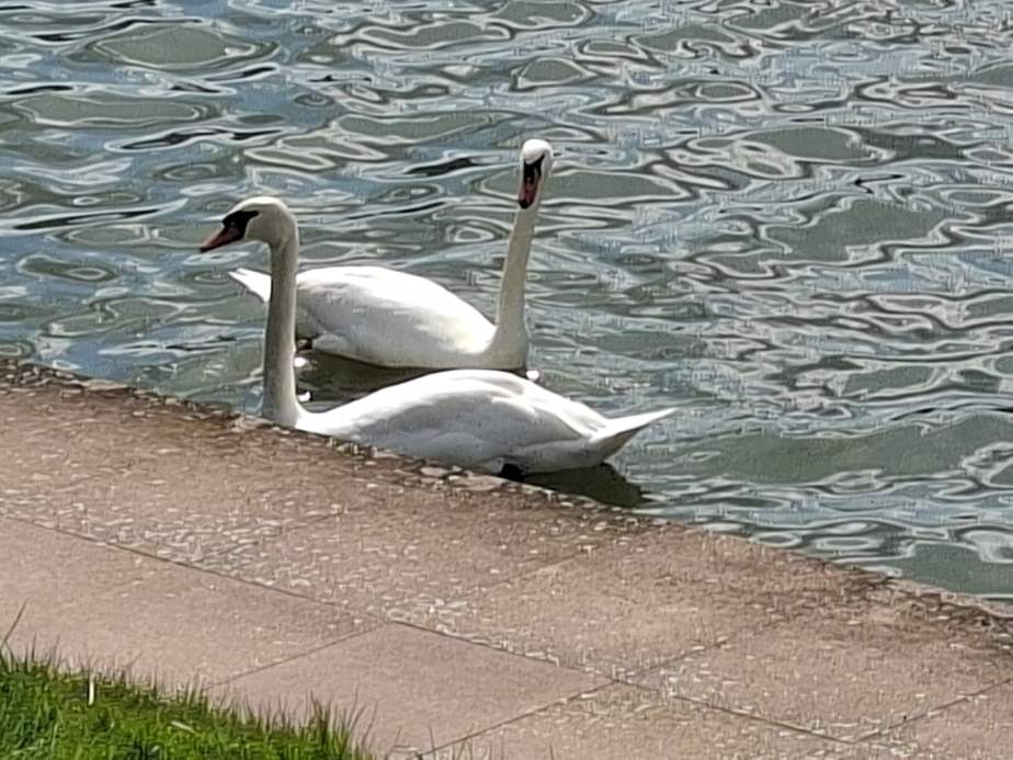 Galaxy A57 - 230 mm (3)