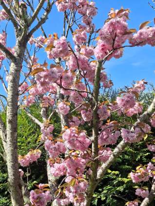 Galaxy A57 - 46 mm (2)