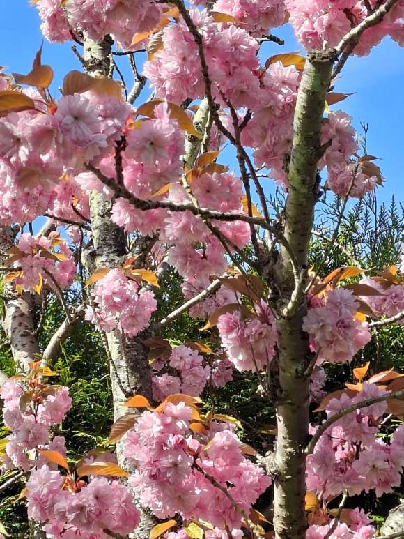 Galaxy A57 - 92 mm (2)