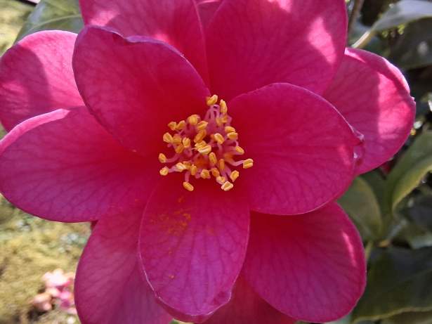 Galaxy A57 - macro (2)