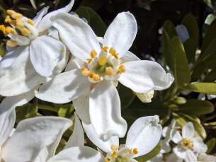 Galaxy A57 - macro (3)