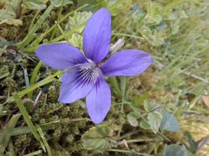 Galaxy A57 - macro (4)