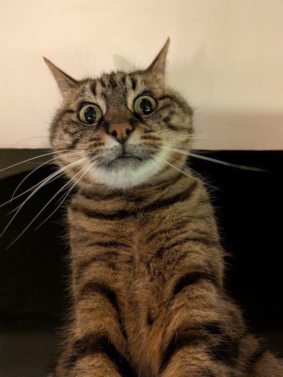 Une tête improbable de Chanel rep&eacute;r&eacute;e par Gemini dans Google Photos // Source : Robin Wycke pour Frandroid