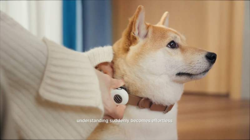 Un collier IA pour «&nbsp;traduire&nbsp;» votre chien à 94,6&nbsp;%&nbsp;? Ce qu&rsquo;en dit la science