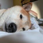 Samsung veut diagnostiquer la santé de votre chien avec une simple photo Galaxy