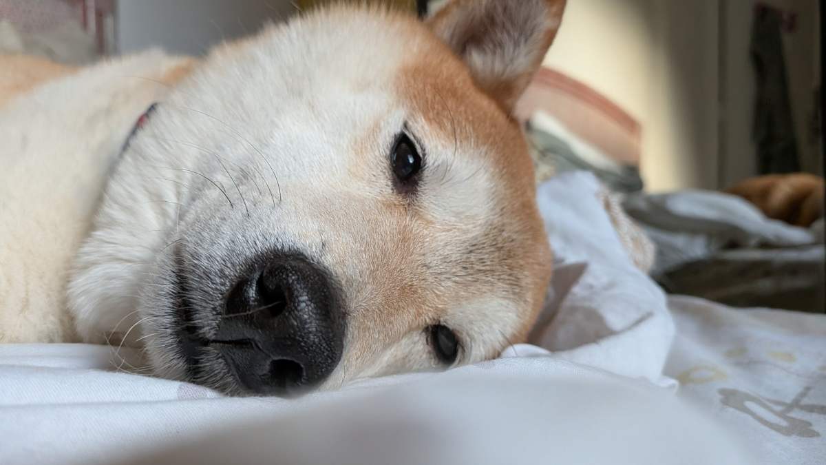 Samsung veut diagnostiquer la santé de votre chien avec une simple photo Galaxy