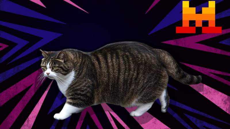 Tout le monde parle d’un monstre IA français nommé « Le Chaton Fat » : il n’existe pas, et les Américains adorent s’en moquer
