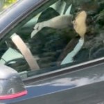 Endormie à 100 km/h dans sa Tesla : une paire de lunettes de soleil a suffi à tromper la caméra de surveillance