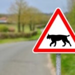 « Attention lynx » : ce nouveau panneau routier qui débarque en France