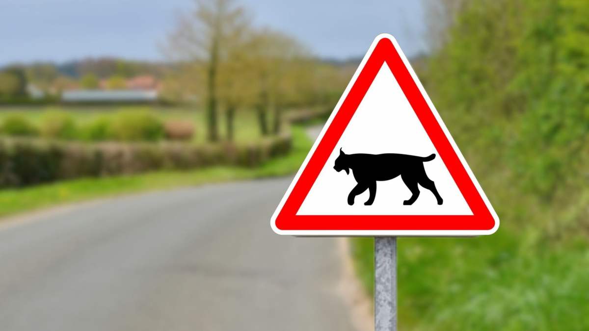 Image « Attention lynx » : ce nouveau panneau routier qui débarque en France