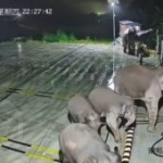 Chine : un éléphant détruit une borne de recharge pour sauver son petit