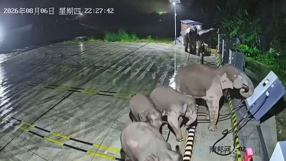 Image Chine : un éléphant détruit une borne de recharge pour sauver son petit
