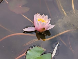 Pixel 11 - 10x (3)